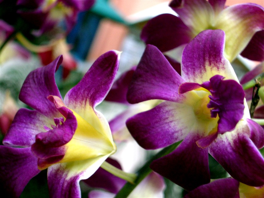 Tropical Flower 1
